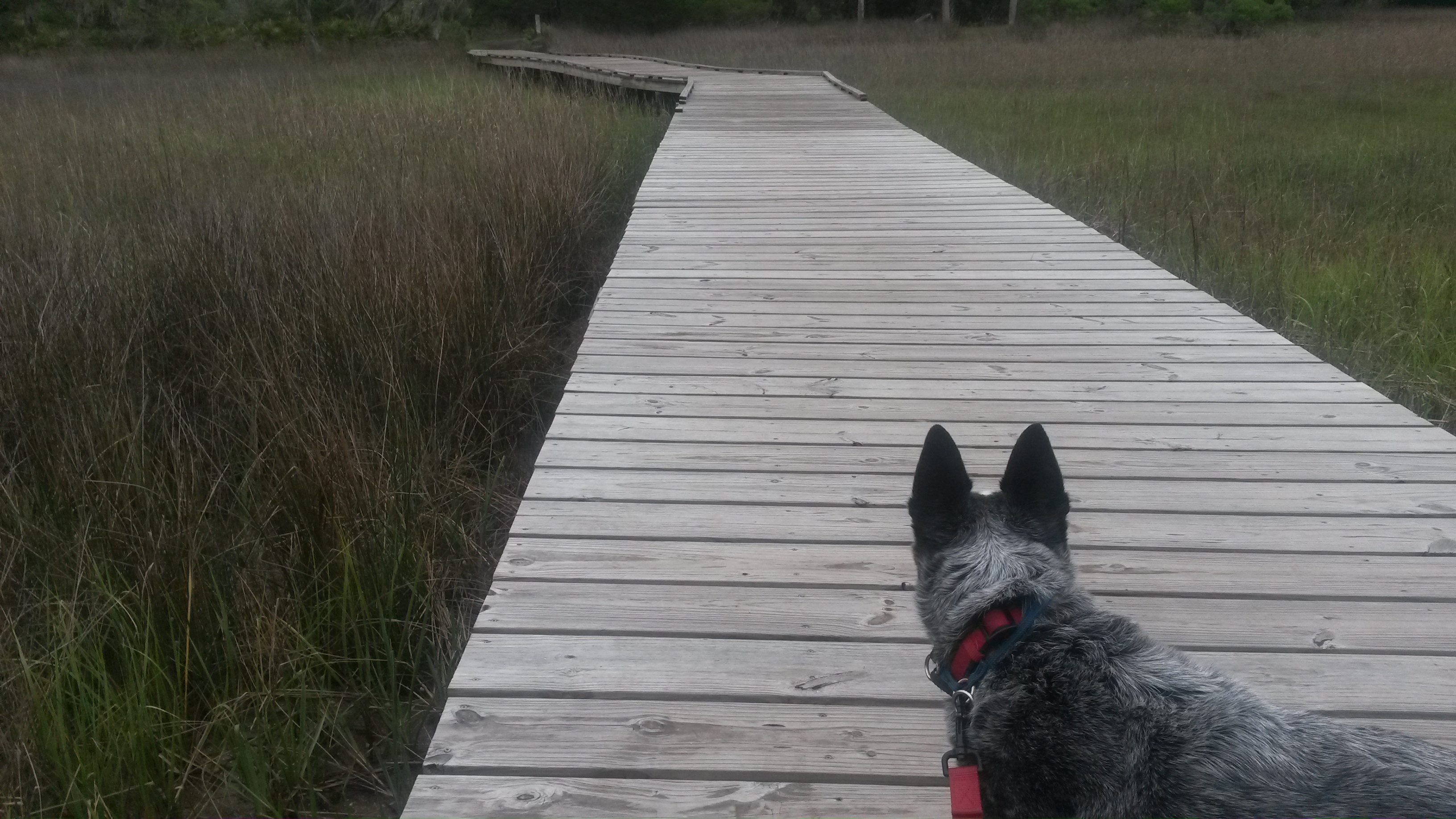 Skidaway Island State Park - Running Trails