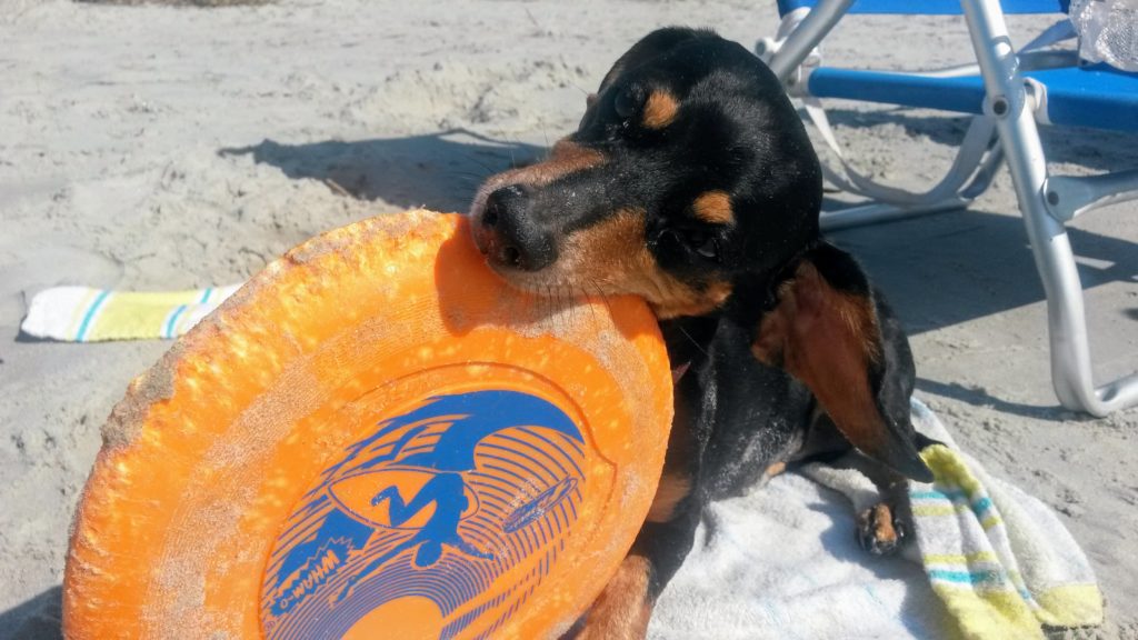 Belle on the Beach