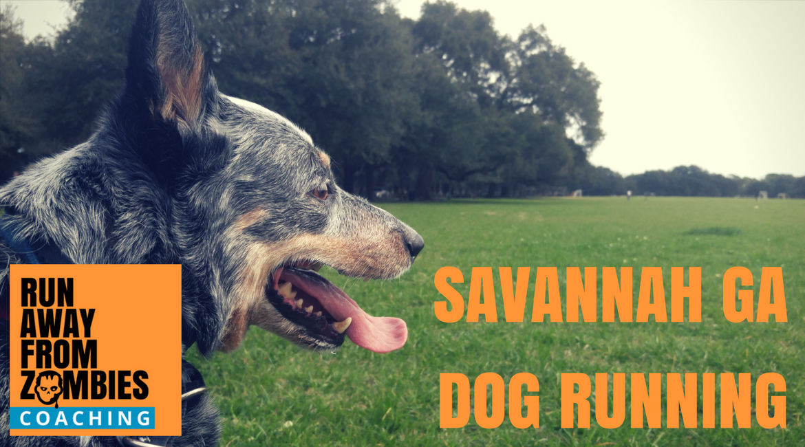 Savannah GA Dog Runner: Australian Cattle Dog sitting in a park, tongue out. Title: Savannah GA Dog Runner